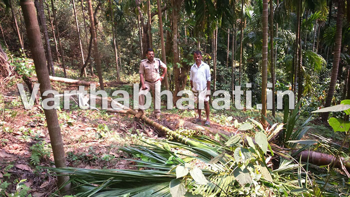 ಸುಳ್ಯ : ಆನೆ ಹಿಂಡು ಕಾಡಿಗೆ - ಊರವರು ನಿರಾಳ